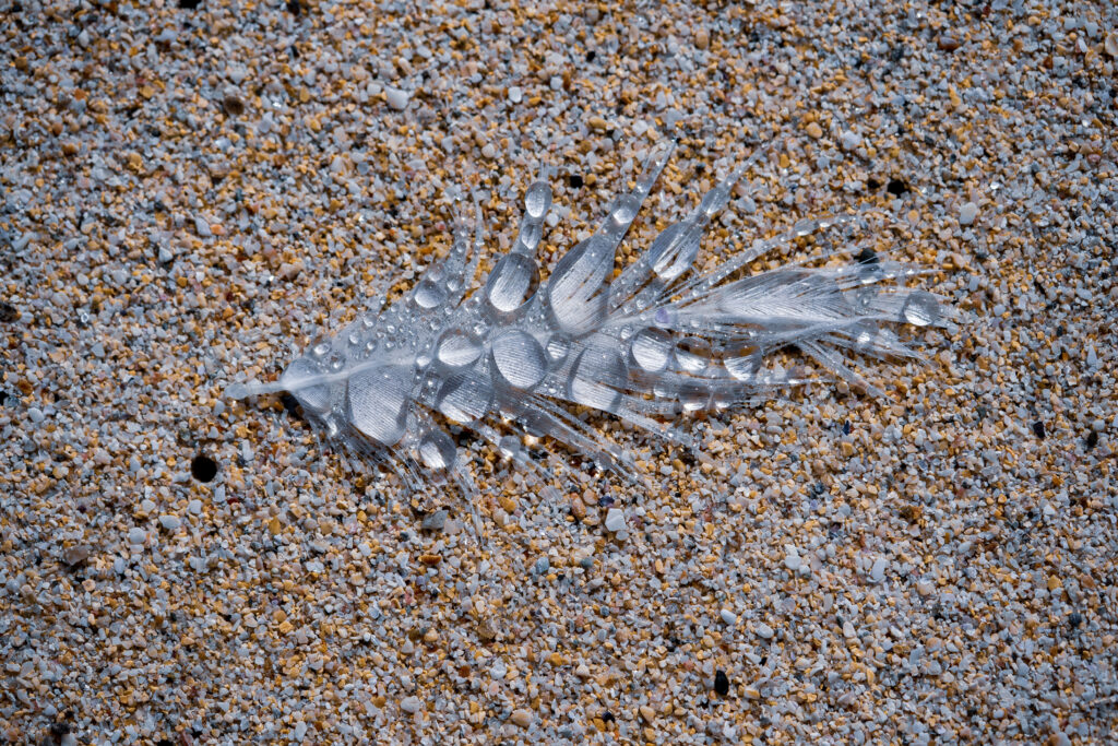 Feder mit Wassertropfen