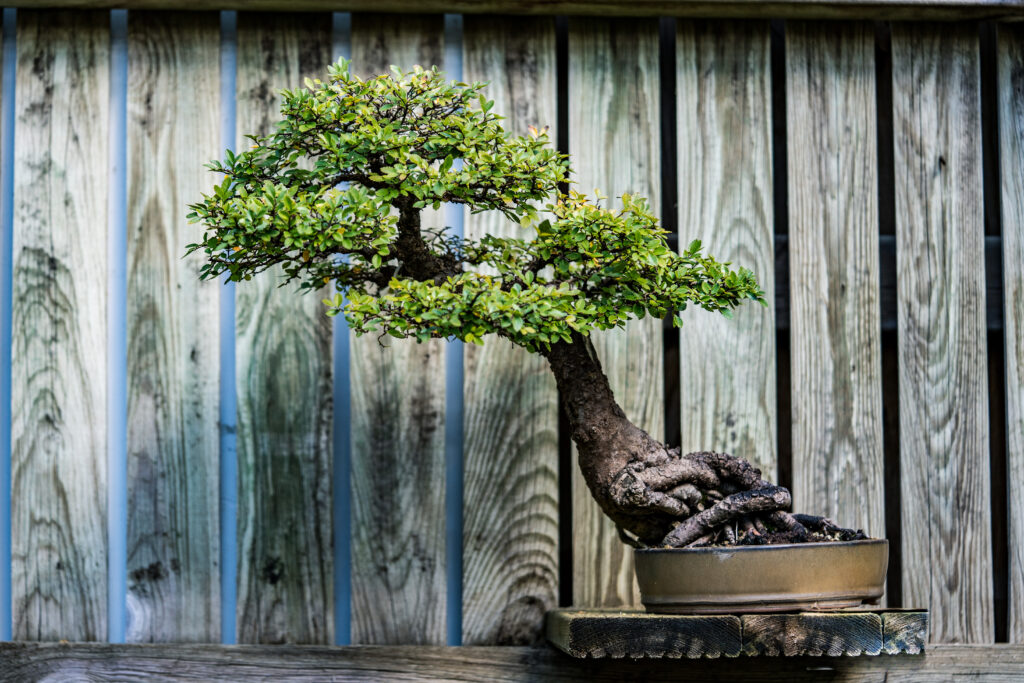 Bonsai